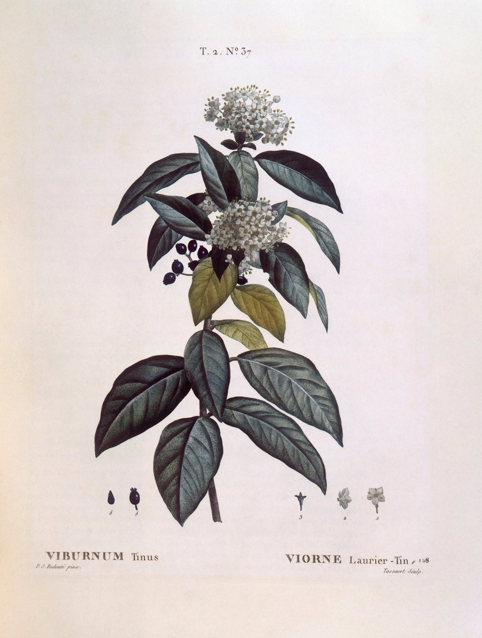 Laurustinus（Viburnum tinus），Henry Louis Duhamel du Monceau，Pierre Joseph Redouté的植物图版。 作者 皮埃尔·约瑟夫·雷杜特