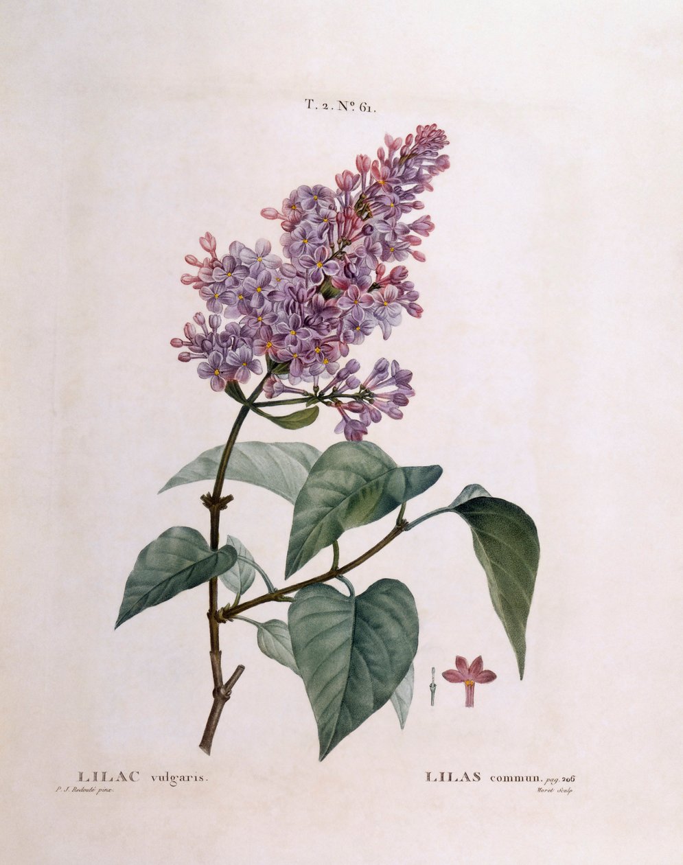丁香（Syringa vulgaris），亨利-路易斯-杜哈梅尔-杜蒙索，皮埃尔-约瑟夫-雷杜特的植物图版 作者 皮埃尔·约瑟夫·雷杜特