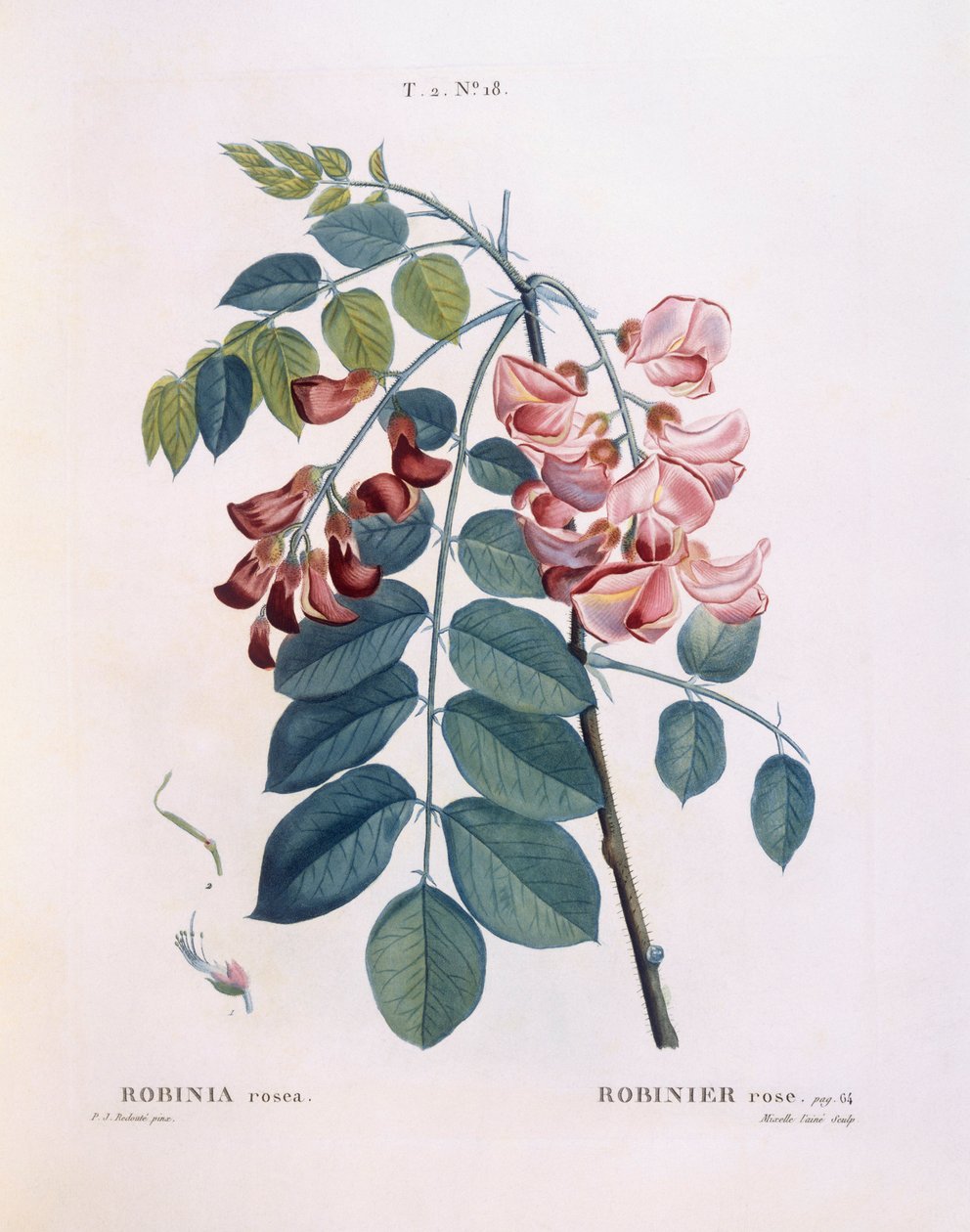 蝗虫（Robinia rosea），亨利-路易斯-杜哈梅尔-杜蒙索，皮埃尔-约瑟夫-雷杜特的植物图版 作者 皮埃尔·约瑟夫·雷杜特
