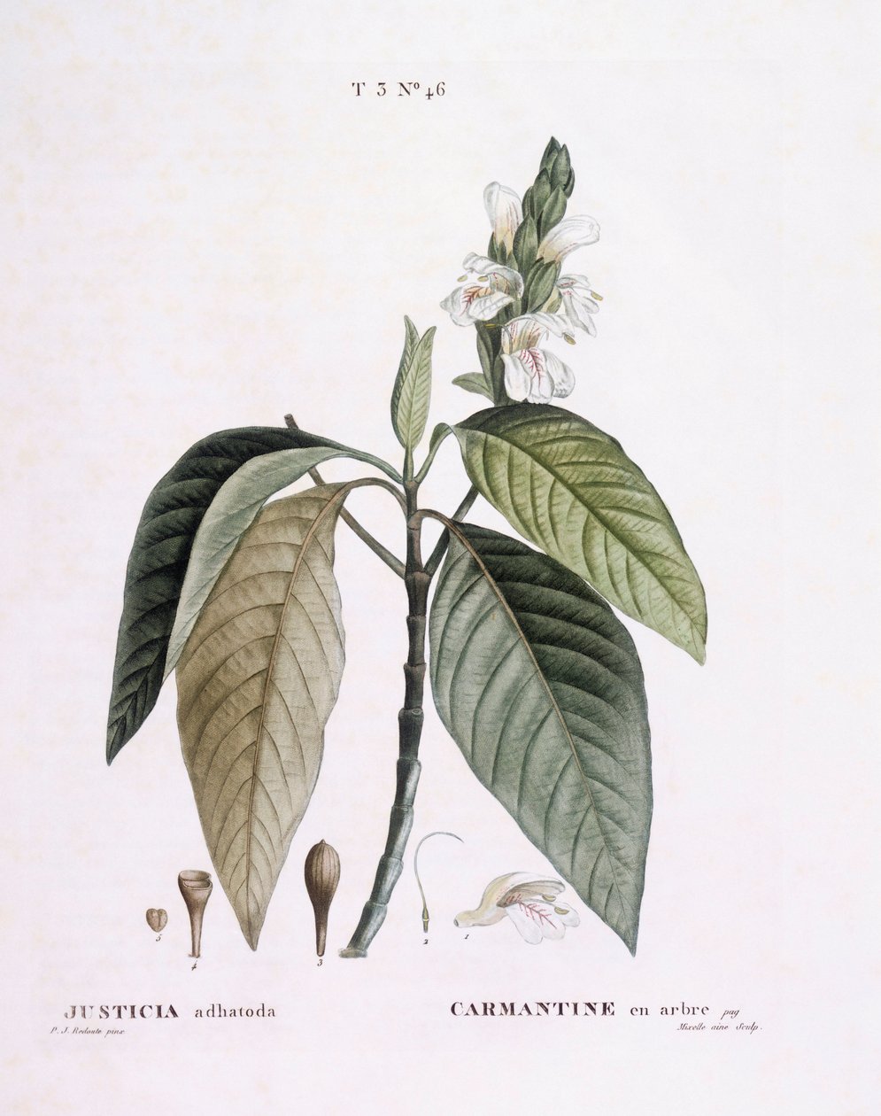 马拉巴尔坚果（Justicia adhatoda），Henry Louis Duhamel du Monceau，Pierre Joseph Redouté的植物图版。 作者 皮埃尔·约瑟夫·雷杜特