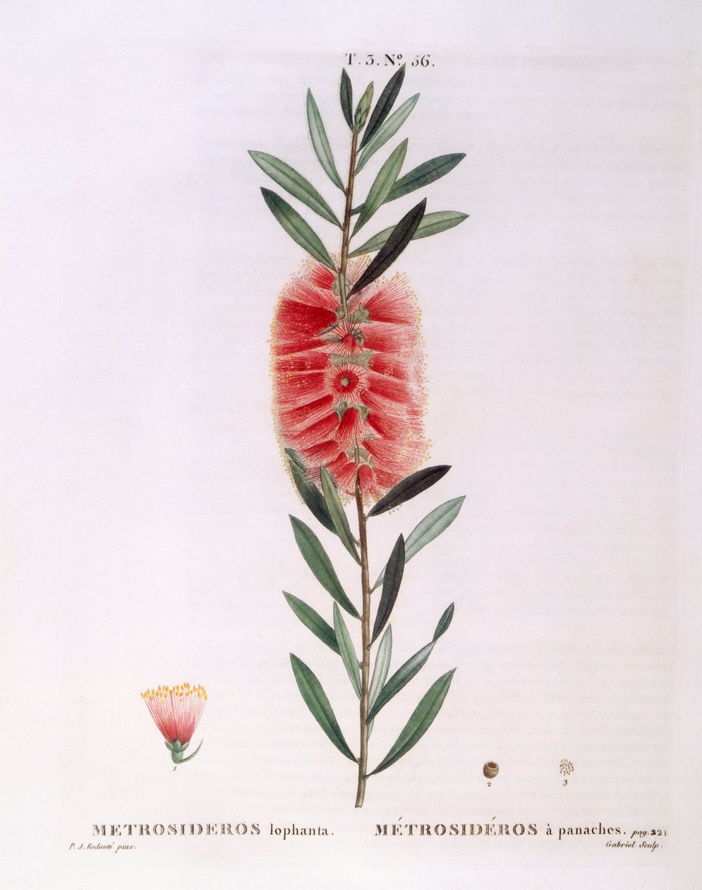 Metrosideros Lophanta Henry Louis Duhamel du Monceau，Pierre Joseph Redouté的植物图版。 作者 皮埃尔·约瑟夫·雷杜特