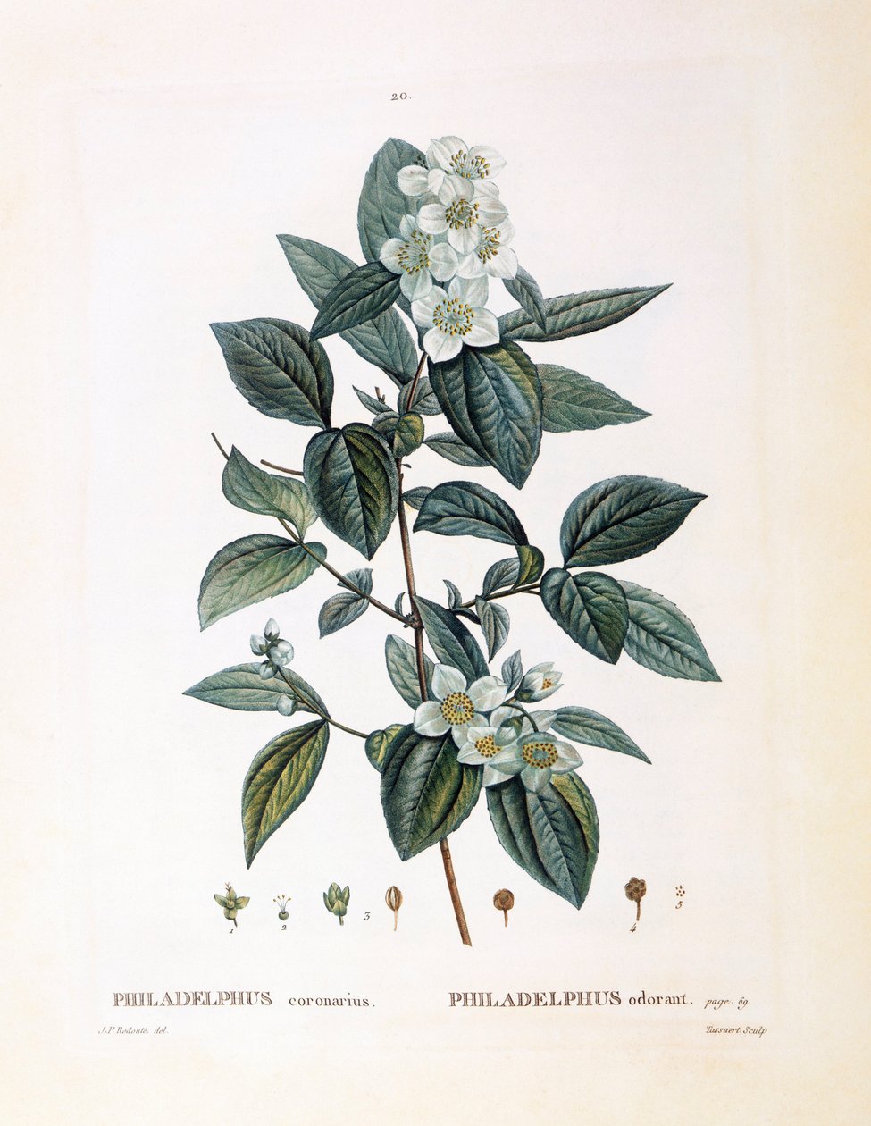 柳橙（Philadelphus coronarius），Henry Louis Duhamel du Monceau，Pierre Joseph Redouté的植物图版。 作者 皮埃尔·约瑟夫·雷杜特
