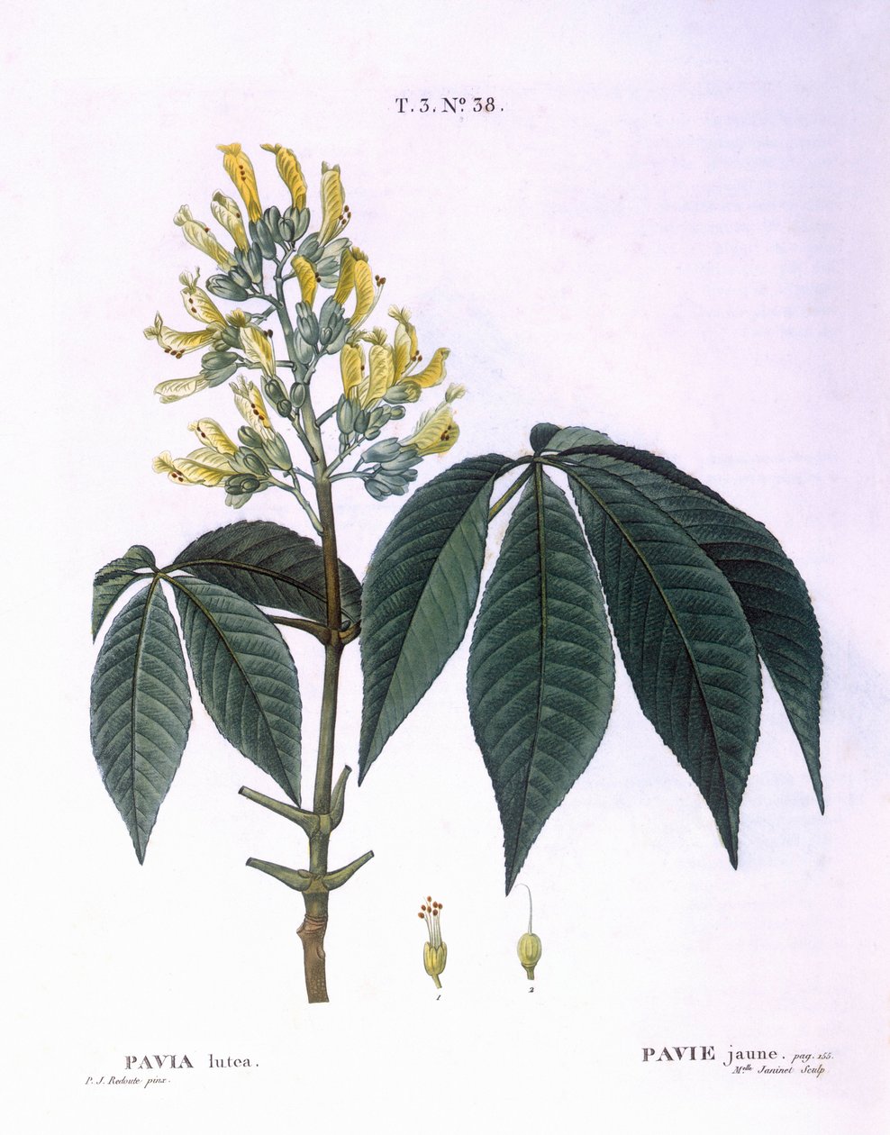 Pavia lutea Henry Louis Duhamel du Monceau，Pierre Joseph Redouté的植物图版。 作者 皮埃尔·约瑟夫·雷杜特