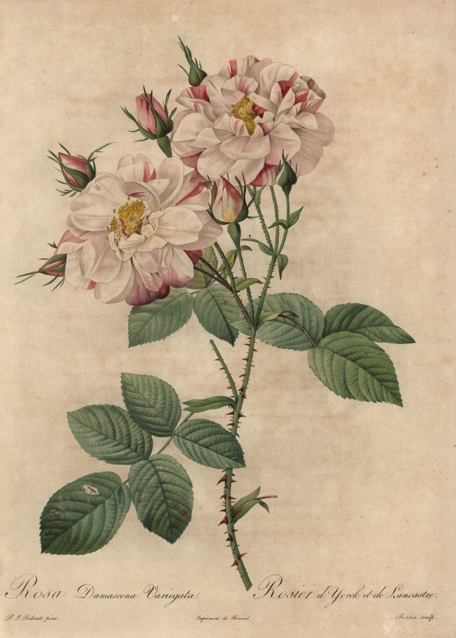 Pink and white Damask rose, Rosa damascena 作者 皮埃尔·约瑟夫·雷杜特
