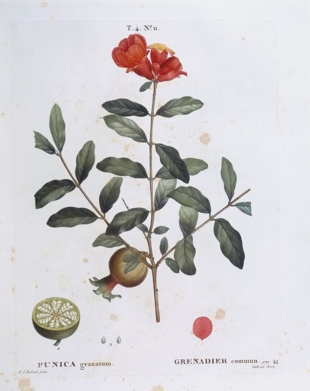 石榴（Punica granatum），Henry Louis Duhamel du Monceau，Pierre Joseph Redouté的植物图版。 作者 皮埃尔·约瑟夫·雷杜特