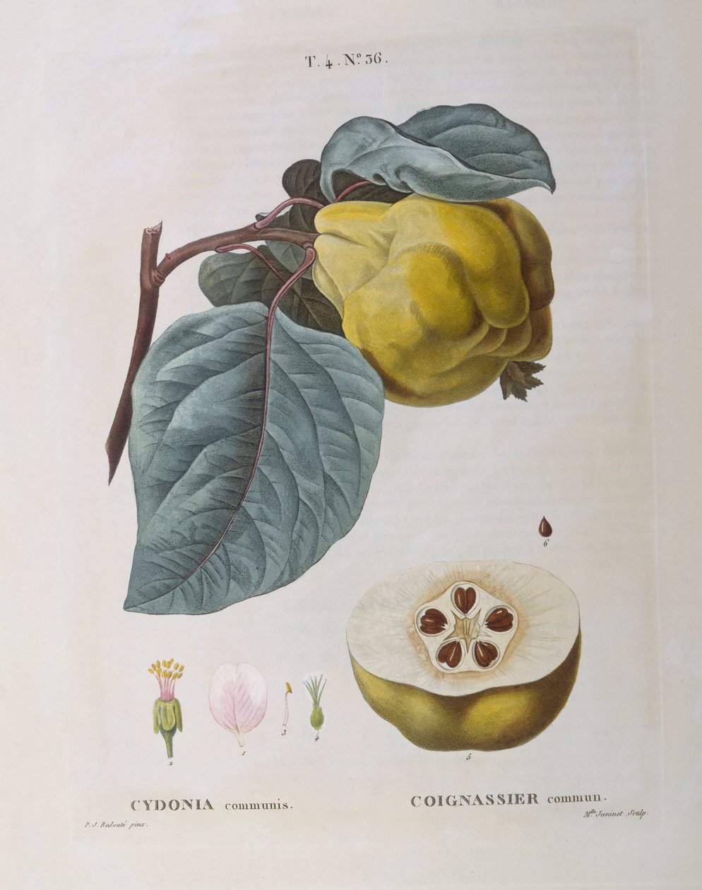 榅桲（Cydonia communis），亨利-路易斯-杜哈梅尔-杜蒙索，皮埃尔-约瑟夫-雷杜特的植物图版 作者 皮埃尔·约瑟夫·雷杜特