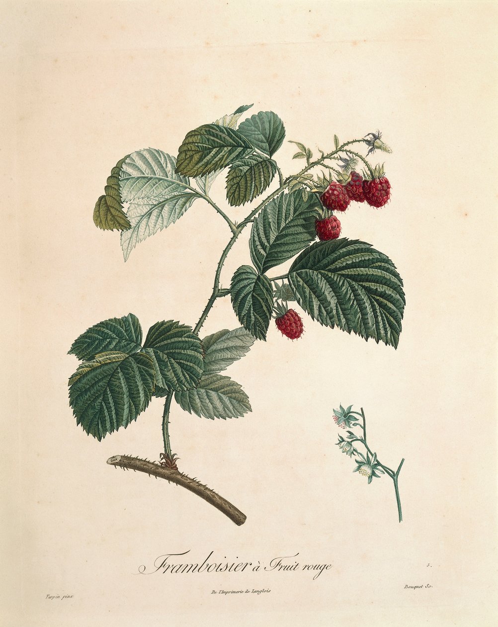 皮埃尔-约瑟夫-雷杜特（1759-1840）的《覆盆子》。 作者 皮埃尔·约瑟夫·雷杜特