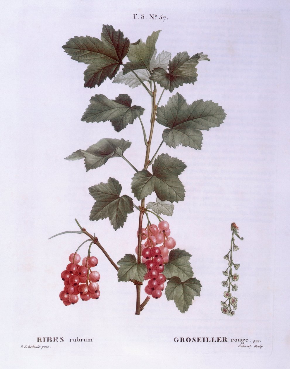 红醋栗（Ribes rubrum），Henry Louis Duhamel du Monceau，Pierre Joseph Redouté的植物图版。 作者 皮埃尔·约瑟夫·雷杜特