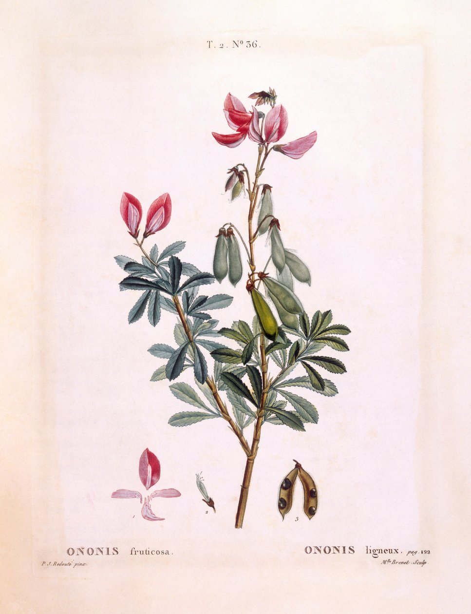 凤头鹦鹉（Ononis fruticosa），亨利-路易斯-杜哈梅尔-杜蒙索，皮埃尔-约瑟夫-雷杜特的植物图版 作者 皮埃尔·约瑟夫·雷杜特