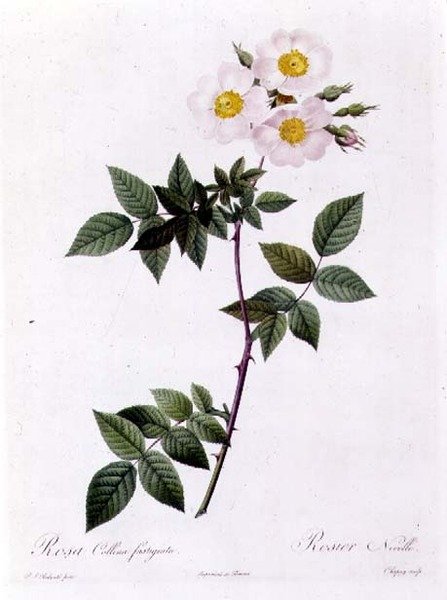 蔷薇花（Collina fastigiata） 作者 皮埃尔·约瑟夫·雷杜特