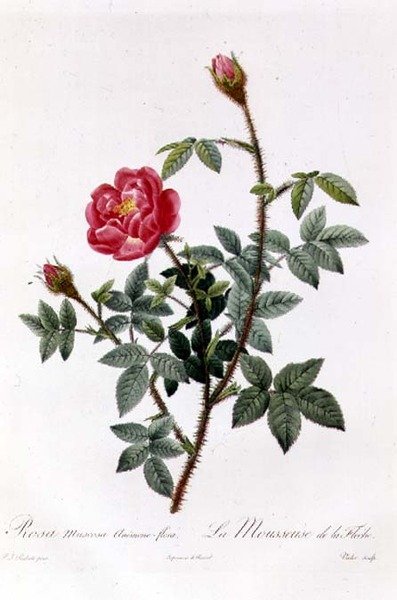 麝香蔷薇花----鲜花 作者 皮埃尔·约瑟夫·雷杜特
