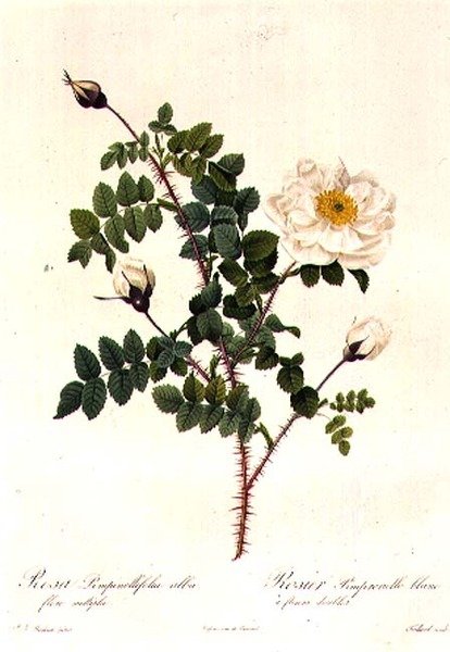 蔷薇花多花型 作者 皮埃尔·约瑟夫·雷杜特