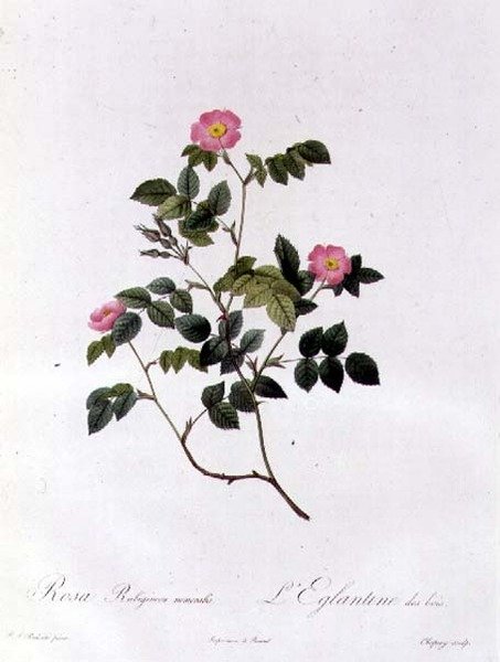 蔷薇花（Rosa Rubiginosa Nemoralis） 作者 皮埃尔·约瑟夫·雷杜特