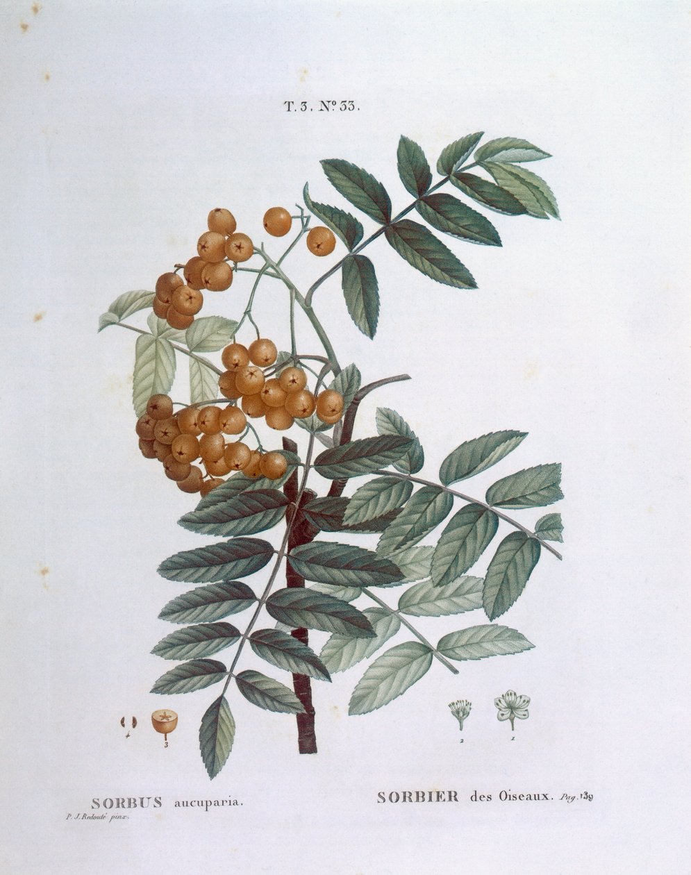 楸树或欧洲山白蜡（Sorbus aucuparia），亨利-路易斯-杜哈梅尔-杜蒙索，皮埃尔-约瑟夫-雷杜特的植物图版 作者 皮埃尔·约瑟夫·雷杜特