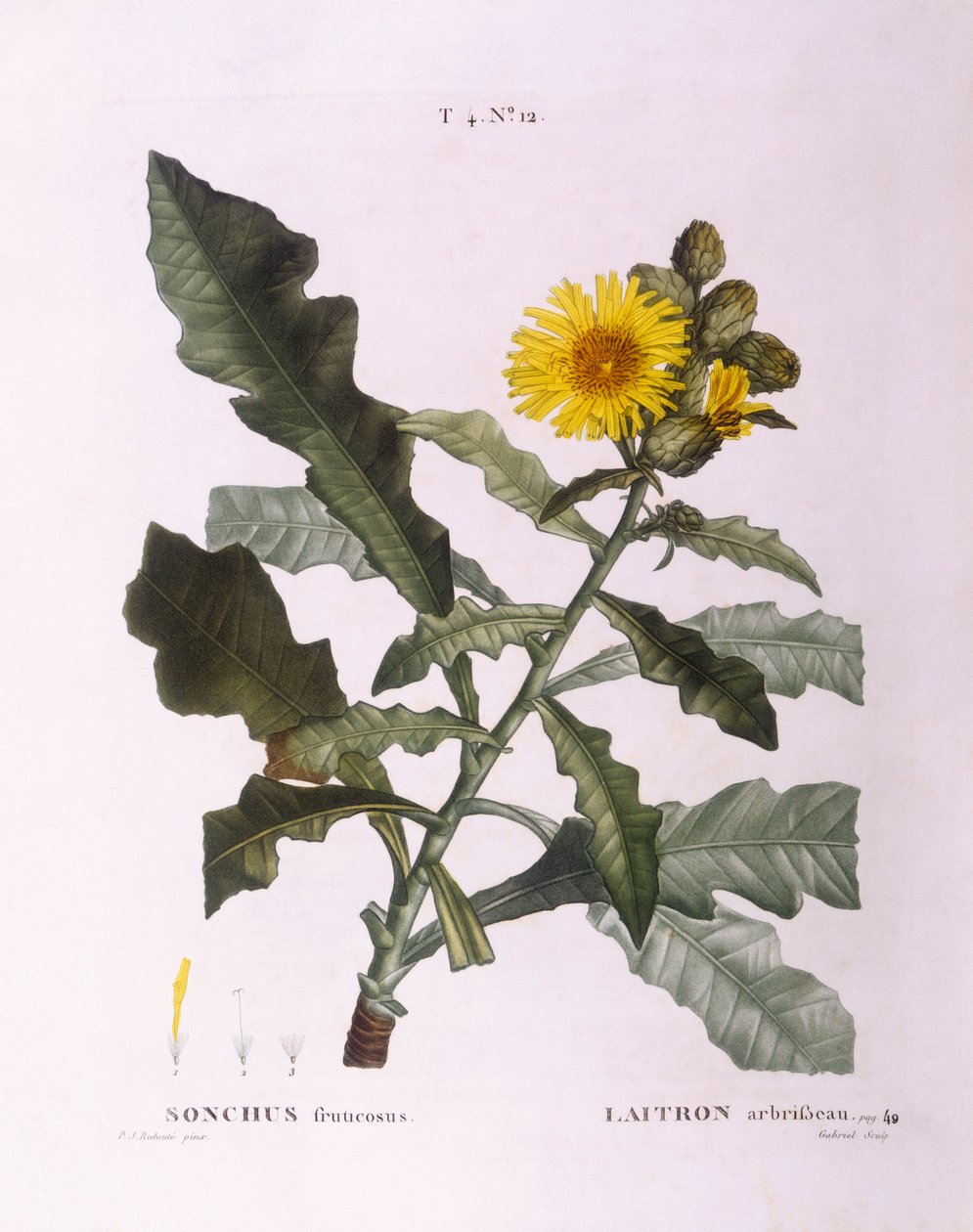 母猪蓟（Sonchus fruticosus），Henry Louis Duhamel du Monceau，Pierre Joseph Redouté的植物图版。 作者 皮埃尔·约瑟夫·雷杜特