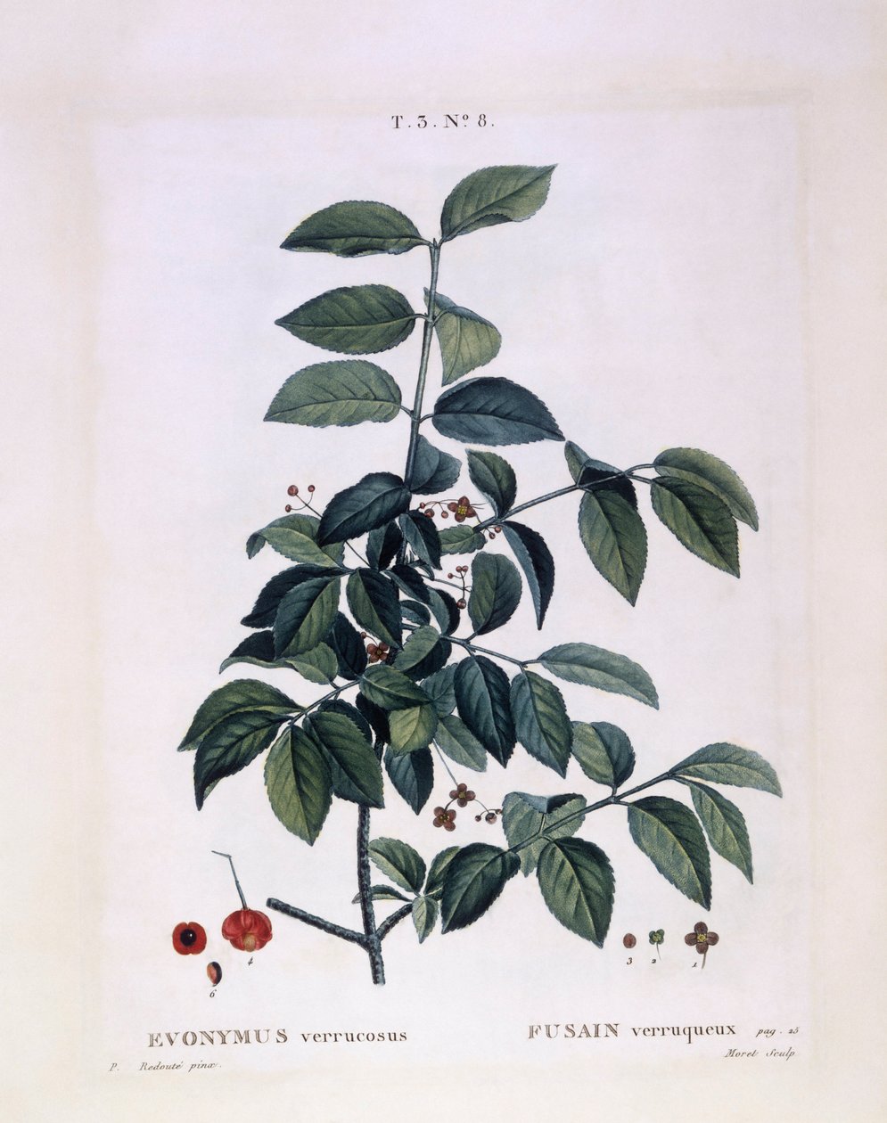 纺锤（Euonymus verrucosus），亨利-路易斯-杜哈梅尔-杜蒙索，皮埃尔-约瑟夫-雷杜特的植物图版 作者 皮埃尔·约瑟夫·雷杜特