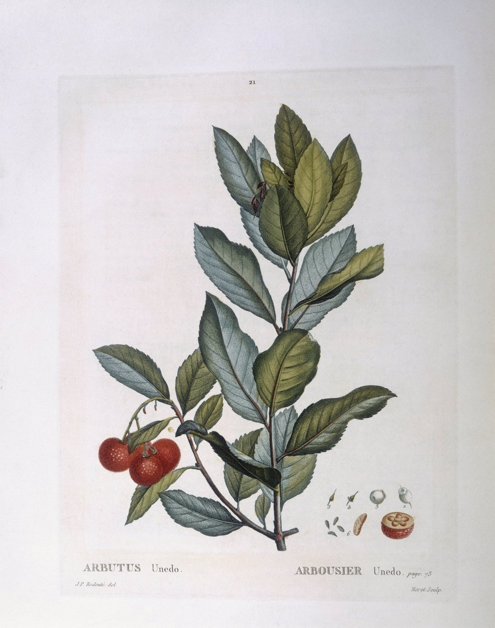 草莓树（Arbutus unedo），Henry Louis Duhamel du Monceau，Pierre Joseph Redouté的植物版画。 作者 皮埃尔·约瑟夫·雷杜特