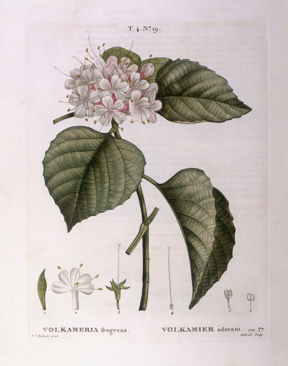Volkameria fragrans Henry Louis Duhamel du Monceau，Pierre Joseph Redouté的植物图版。 作者 皮埃尔·约瑟夫·雷杜特