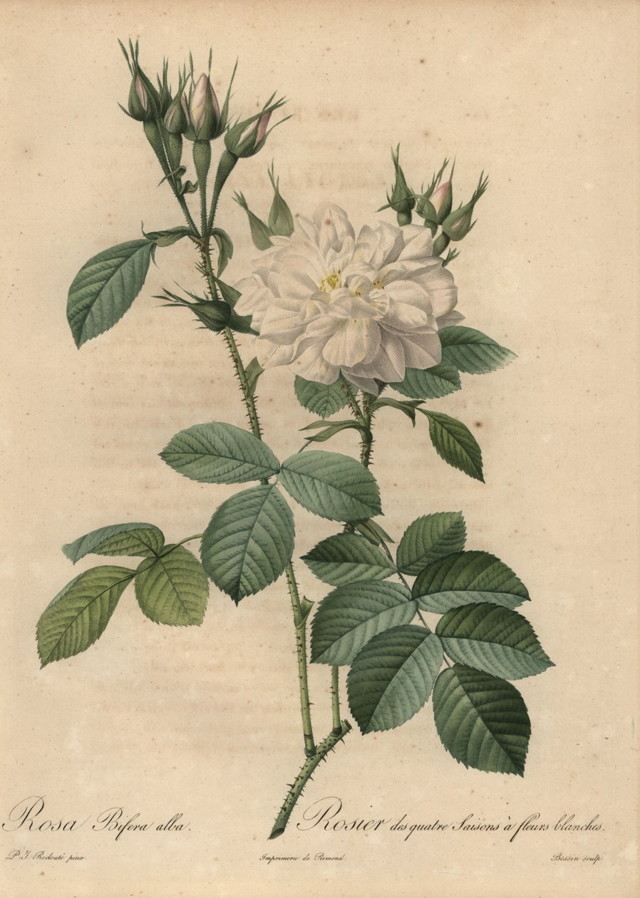 白玫瑰，Rosa bifera alba。 作者 皮埃尔·约瑟夫·雷杜特