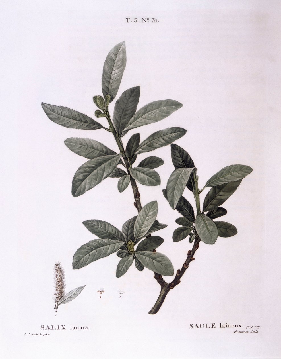 柳树（Salix lanata），Henry Louis Duhamel du Monceau，Pierre Joseph Redouté的植物图版。 作者 皮埃尔·约瑟夫·雷杜特