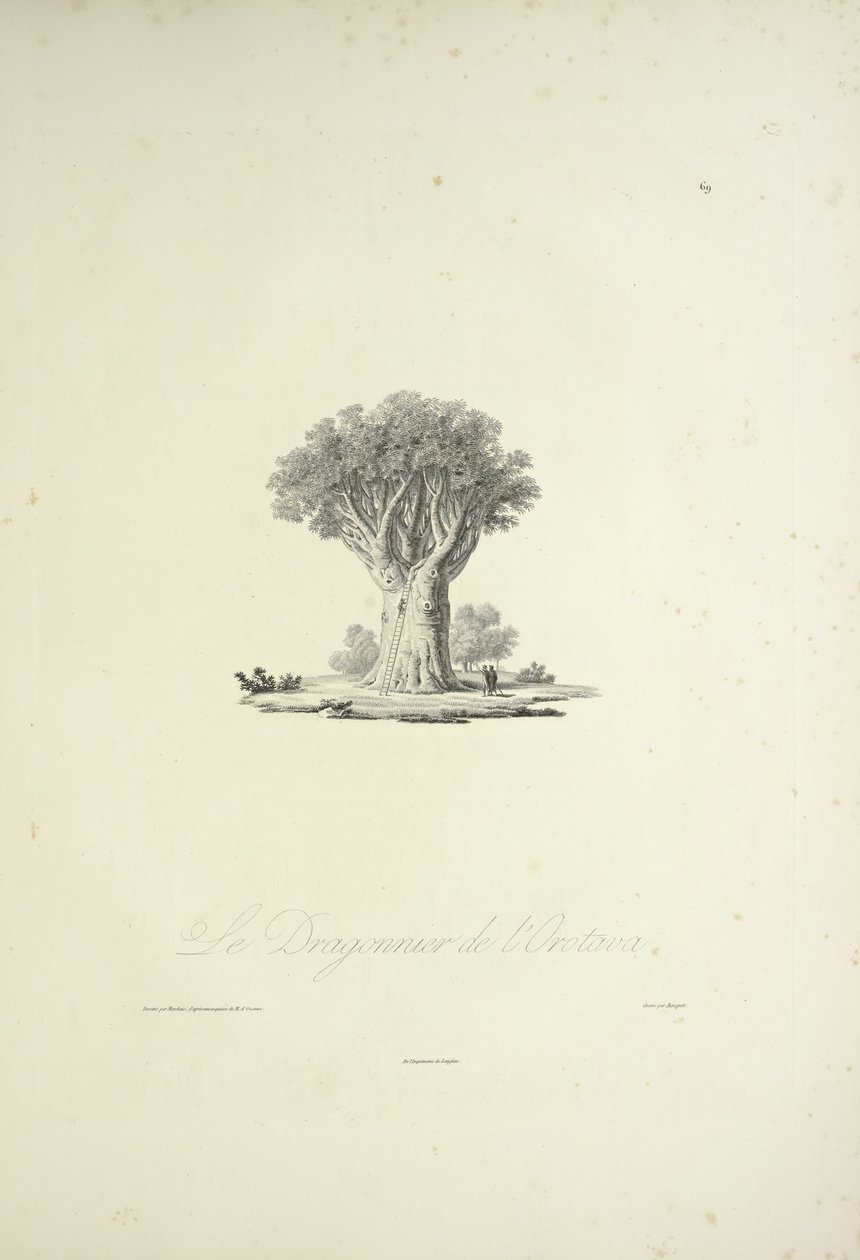 奥罗塔瓦的龙树，由Bouquet雕刻，插图来自Alexander von Humboldt和Aime Bonpland的《Vues des Cordillères et Monumens des Peuples Indigènes de l