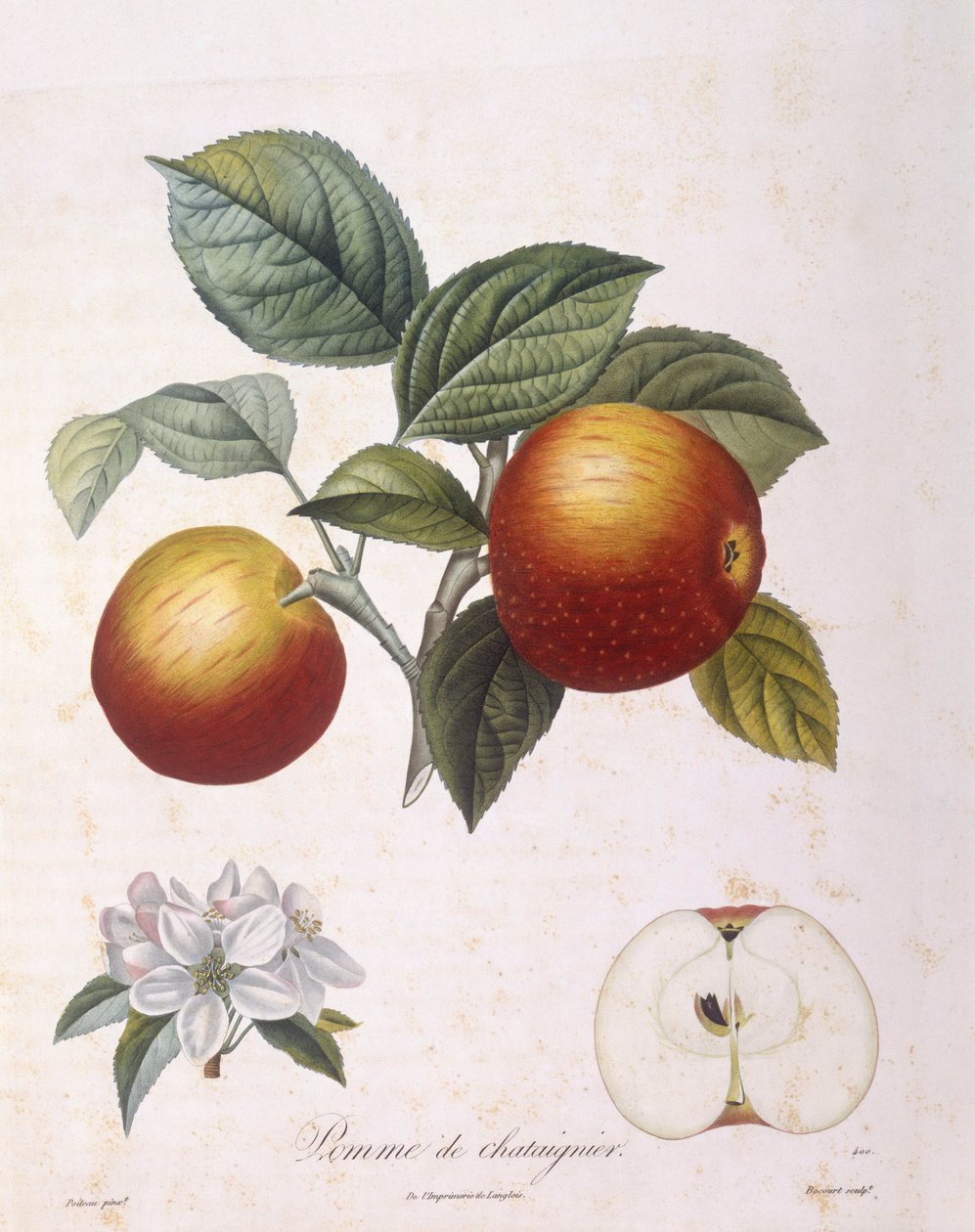 苹果 "Pomme de chataignier "亨利-路易-杜哈梅尔-杜蒙索，皮埃尔-安托万-普瓦托的植物图版 作者 皮埃尔·安托万（后）Poiteau