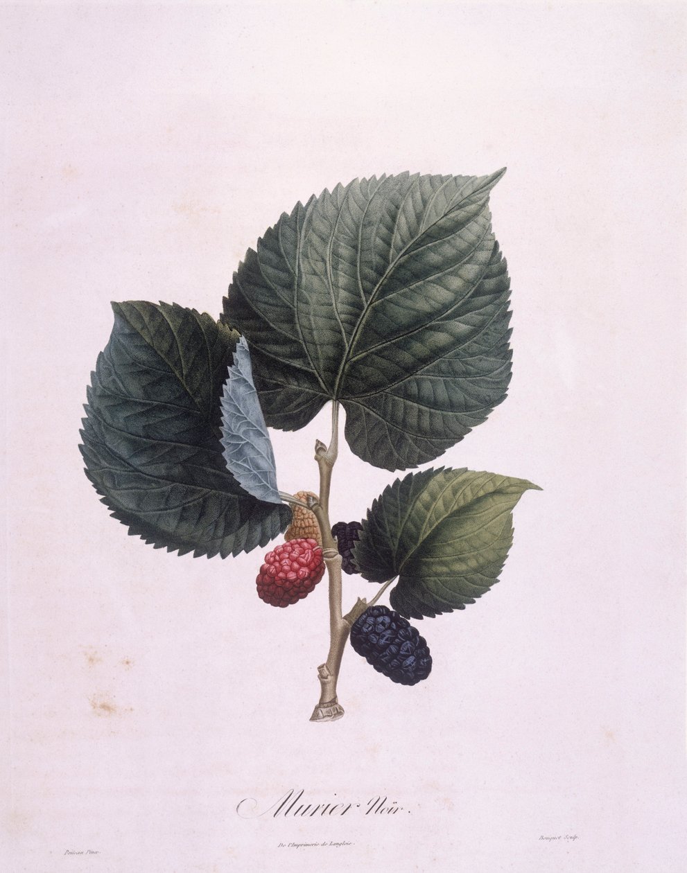 黑桑树（Morus nigra），亨利-路易斯-杜哈梅尔-杜蒙索，皮埃尔-安托万-普瓦托的植物图版 作者 皮埃尔·安托万（后）Poiteau