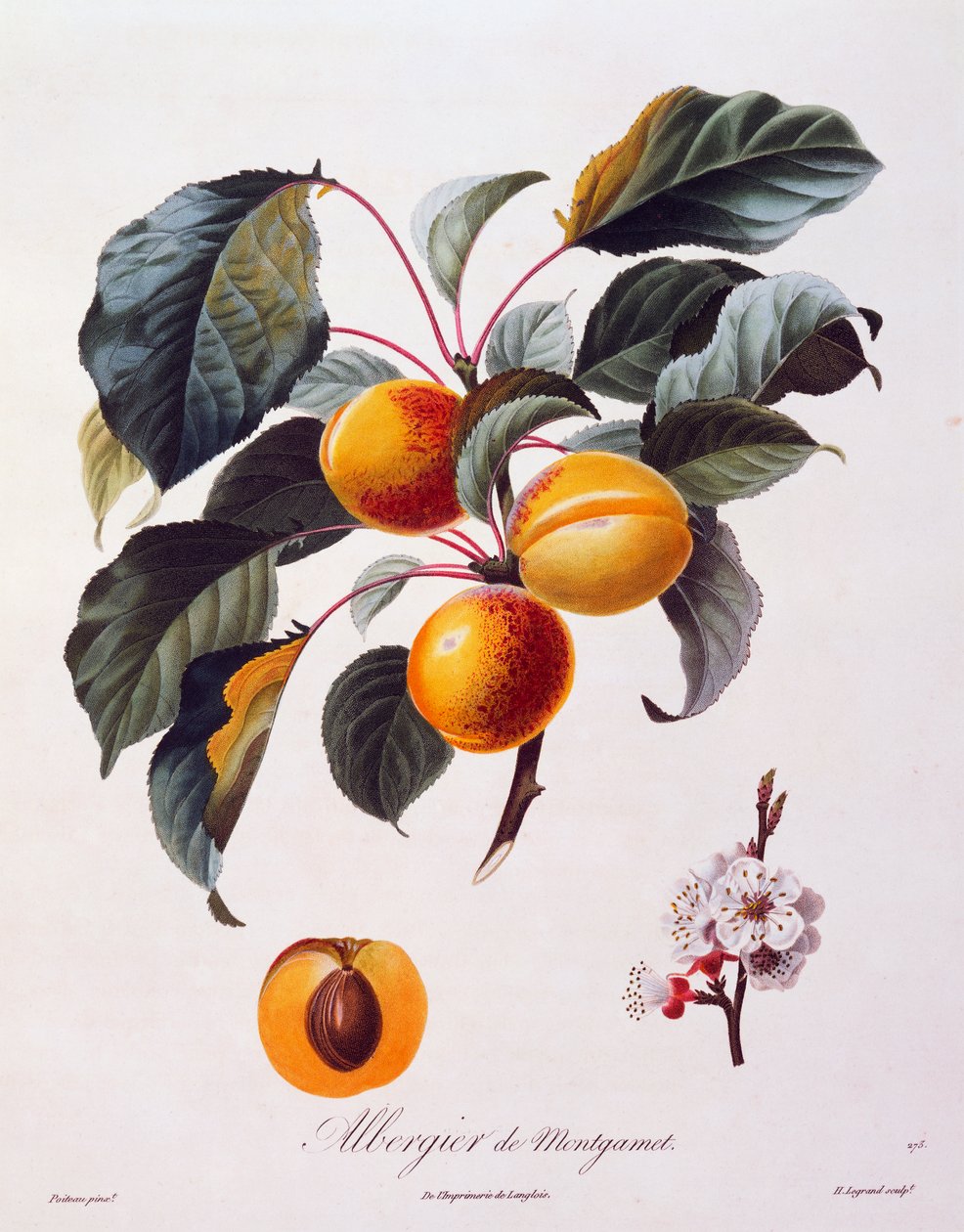 杏子的果实和花朵 Albergier De Montgamet，约 1846 年，由来自法国 Pomolgie Francais 的 Pierre-Antoine Poiteau 彩色雕刻 作者 皮埃尔·安托万（后）Poiteau