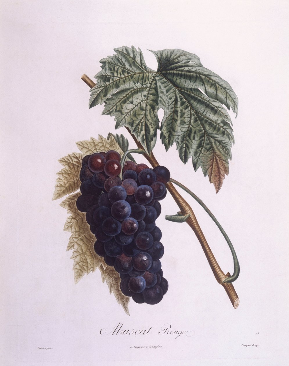 麝香葡萄藤（Vitis vinifera），亨利-路易斯-杜哈梅尔-杜蒙索，皮埃尔-安托万-普瓦托的植物图版 作者 皮埃尔·安托万（后）Poiteau