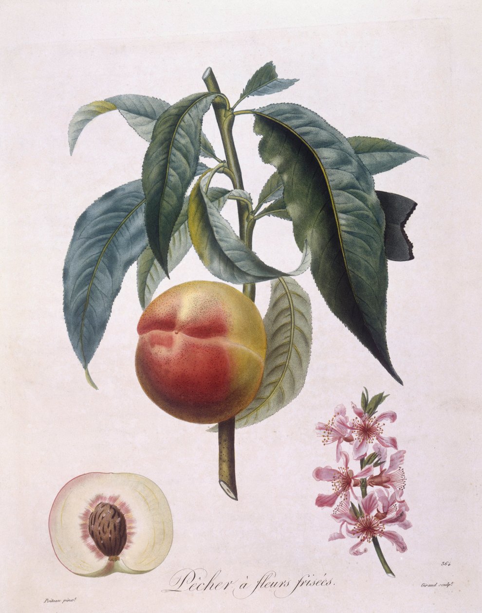 桃子（Prunus persica batsch），Henry Louis Duhamel du Monceau，Pierre Antoine Poiteau的植物图版。 作者 皮埃尔·安托万（后）Poiteau