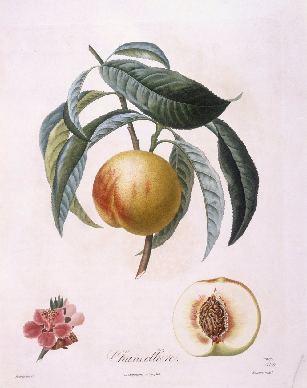 Peach "Chancelliere" Henry Louis Duhamel du Monceau，Pierre Antoine Poiteau的植物图版 作者 皮埃尔·安托万（后）Poiteau