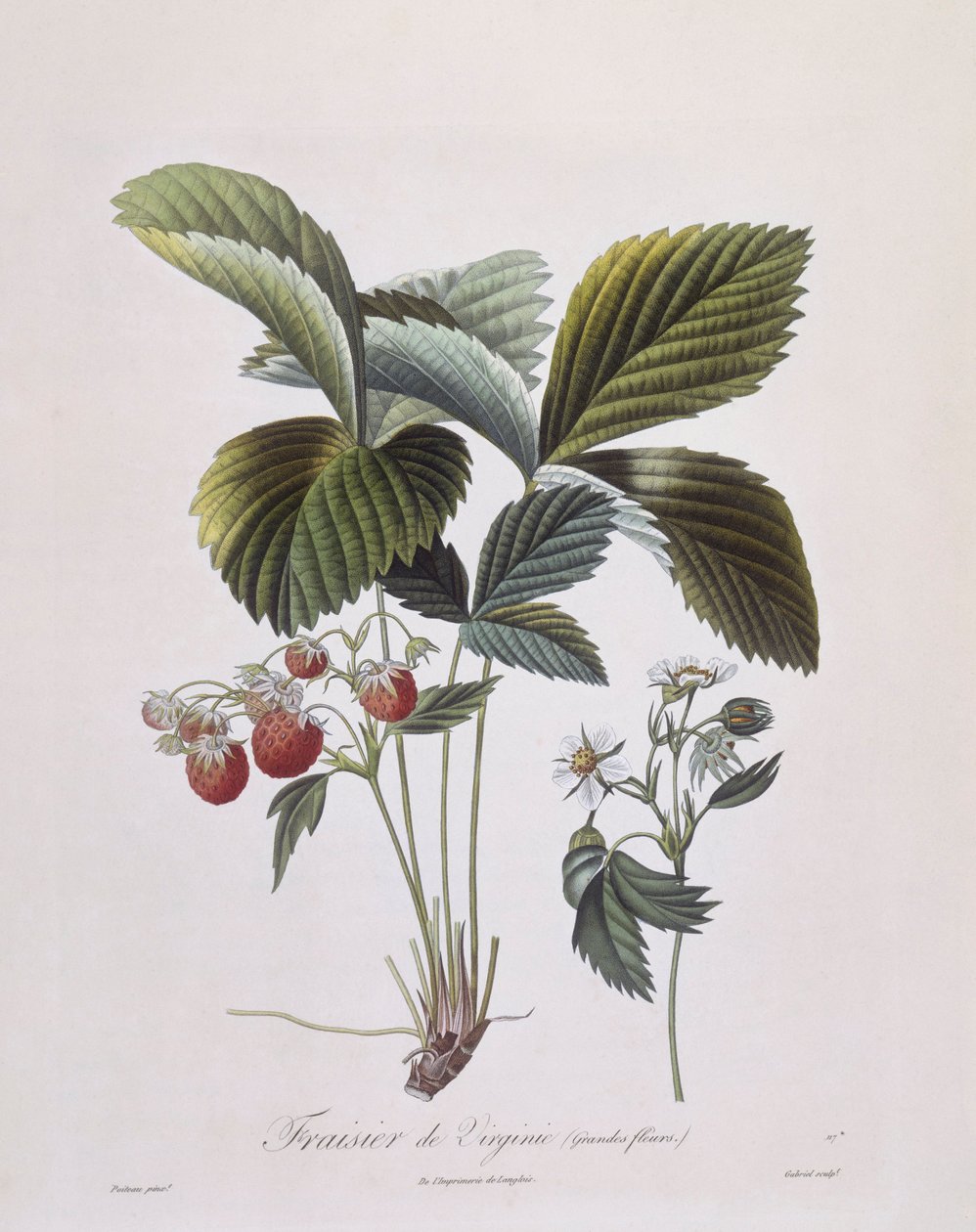 弗吉尼亚草莓（Fragaria virginiana），亨利-路易斯-杜哈梅尔-杜蒙索，皮埃尔-安托万-普瓦托的植物图版 作者 皮埃尔·安托万（后）Poiteau