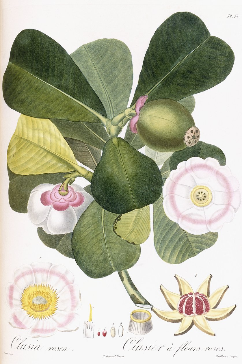 Clusia rosea，拥有粉红色花朵的Clusier，1808-1828年 作者 皮埃尔·安托万·波多