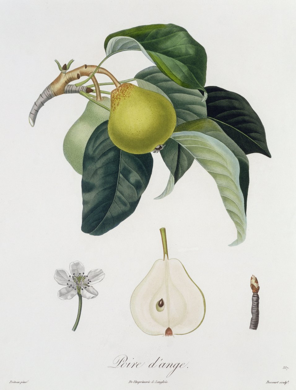 Poire d&39;ange，由Bocourt雕刻，于1755年出版（彩色版画） 作者 皮埃尔·安托万·波多