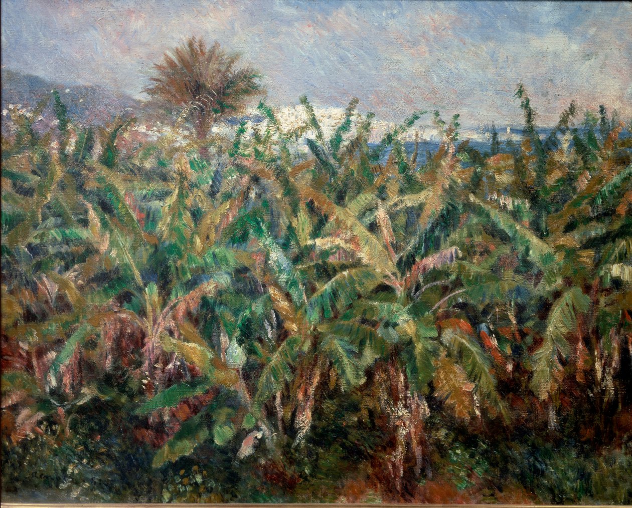 Banana Field 作者 皮埃尔·奥古斯特·雷诺阿
