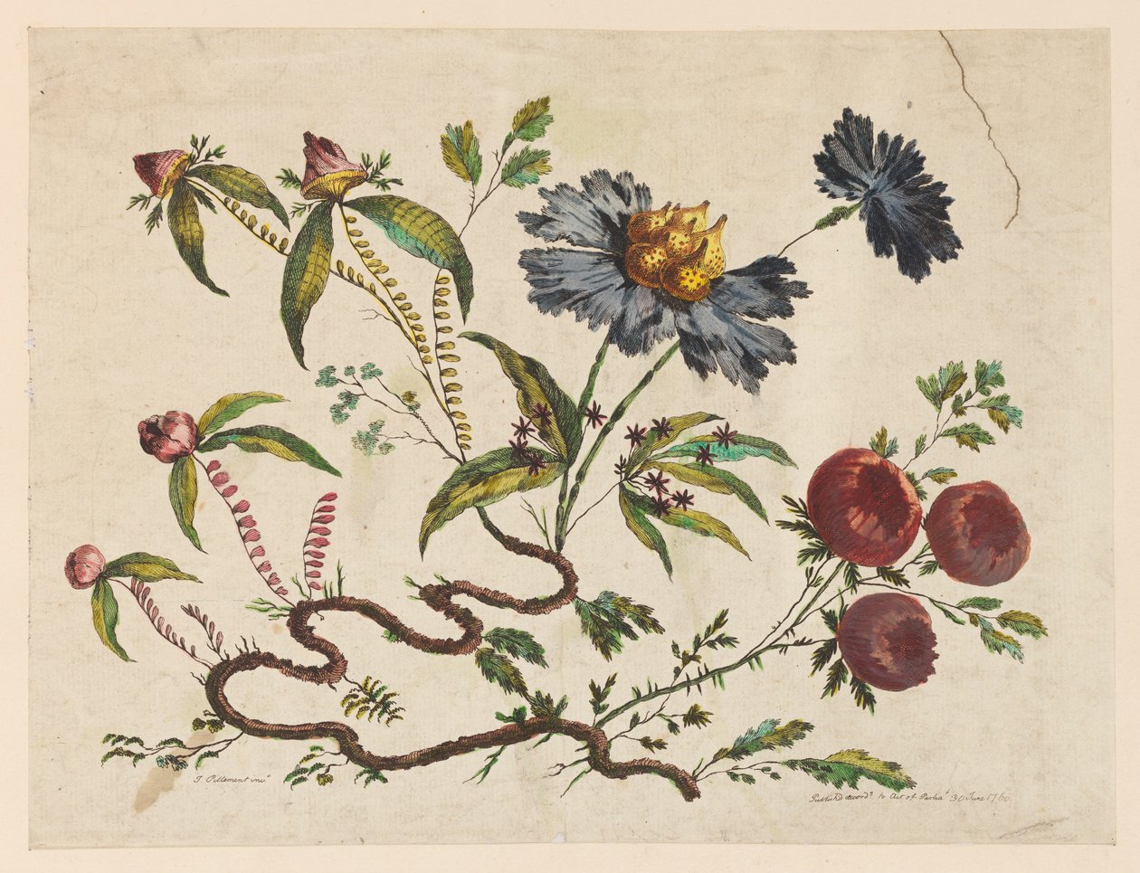 版画，《花枝》，选自《Recueil de Differentes Fleurs de Fantaisie Dans le Goût Chinois》。 作者 皮埃尔·查尔斯·卡诺特