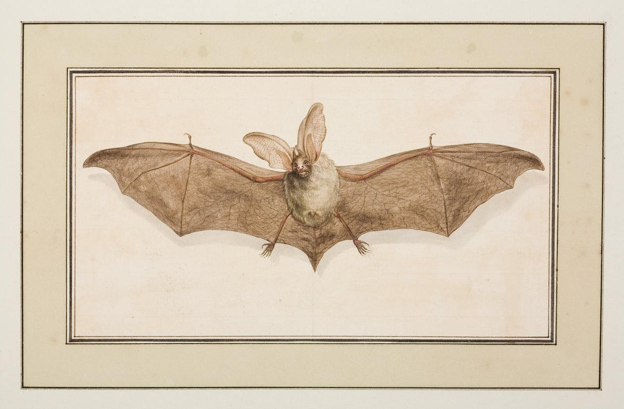 棕色长耳蝙蝠，c.1755-65（纸上水彩） 作者 皮埃尔·弗朗索瓦·勒杜尔