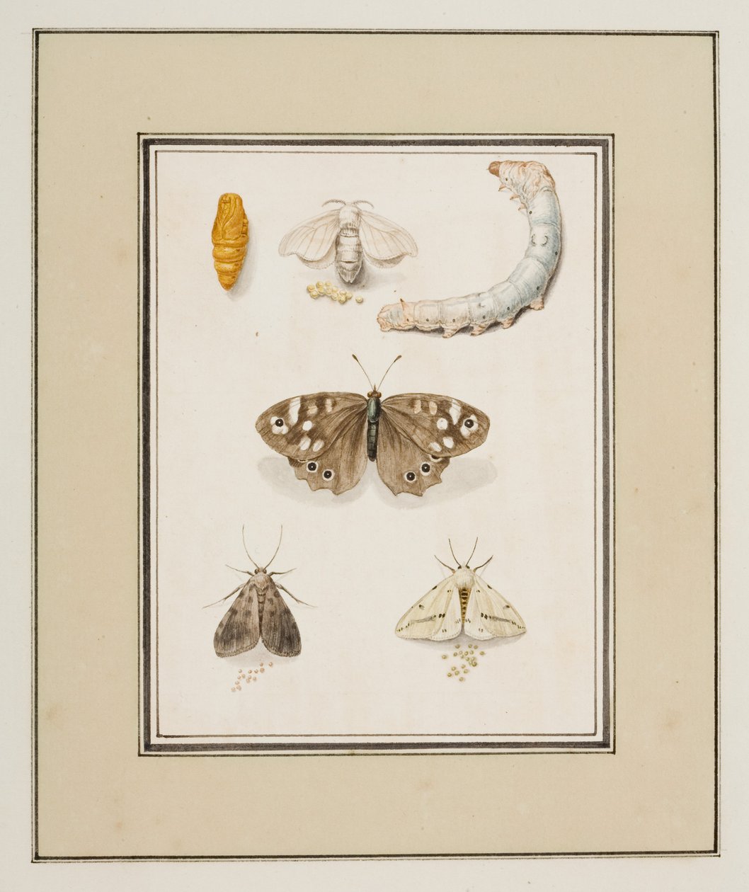 蝴蝶、飞蛾和毛毛虫，约 1755-65（纸面水彩画） 作者 皮埃尔·弗朗索瓦·勒杜尔