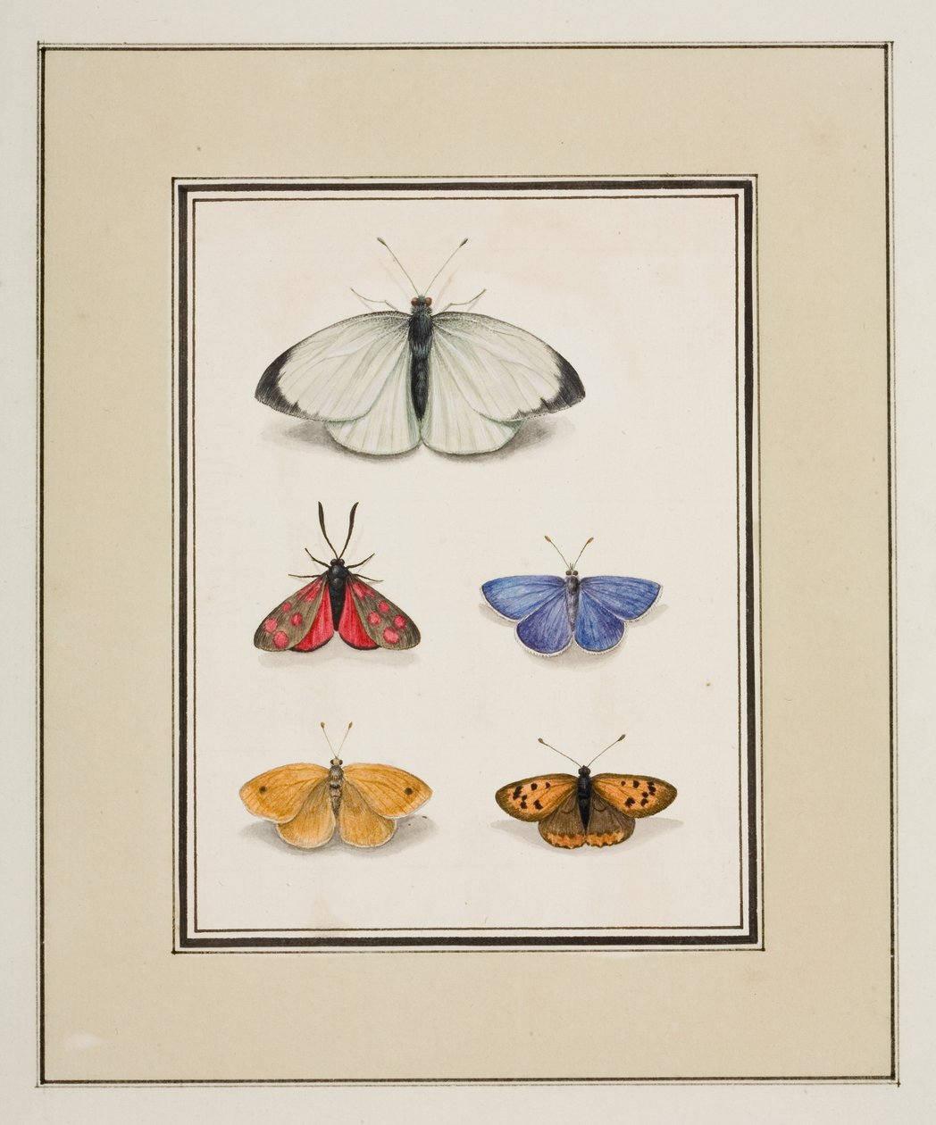 蝴蝶，c.1755-65（纸上水彩） 作者 皮埃尔·弗朗索瓦·勒杜尔