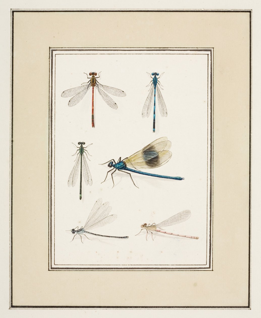 蜻蜓，约 1755-65（纸面水彩画） 作者 皮埃尔·弗朗索瓦·勒杜尔
