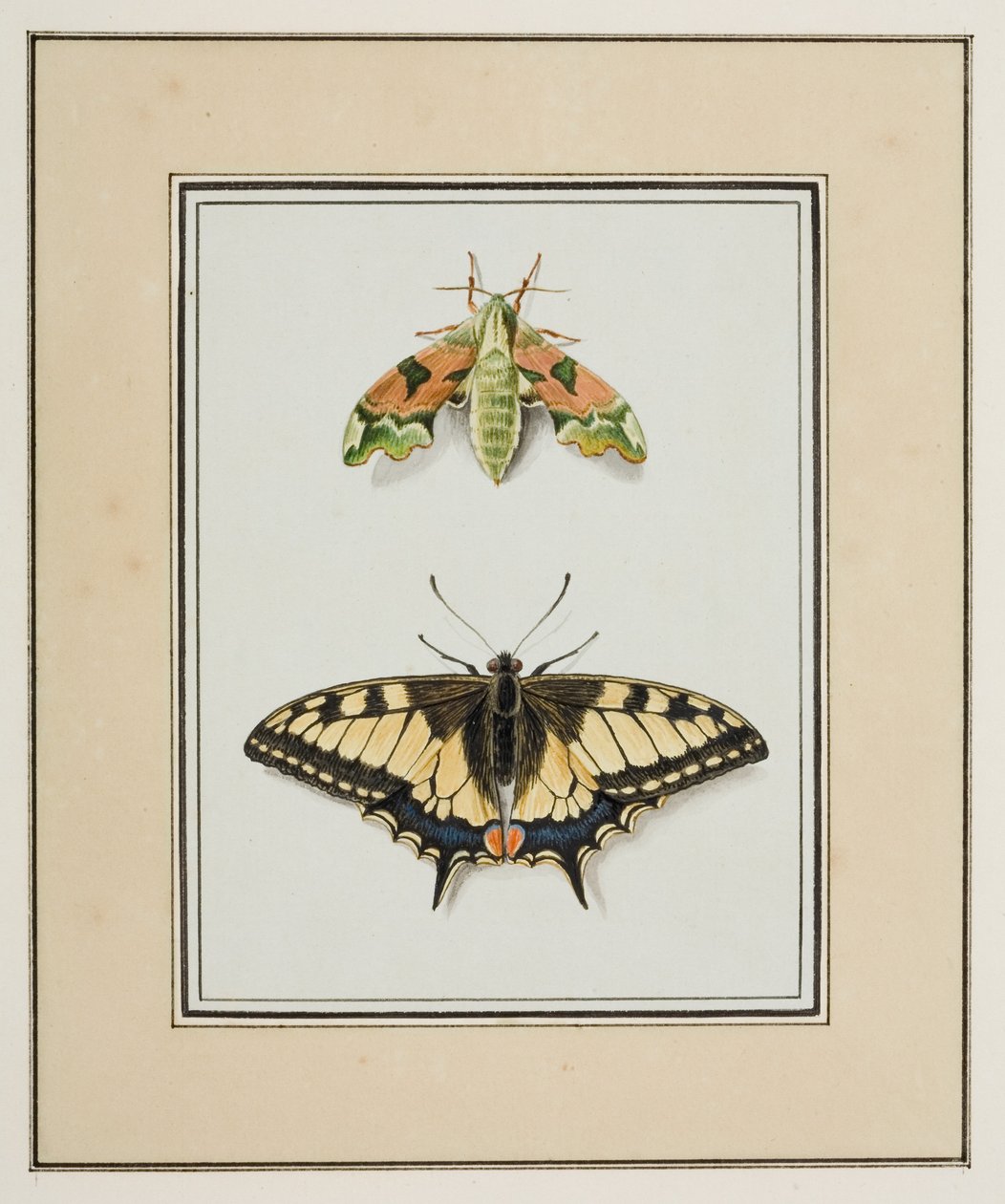 鹰蛾和旧世界燕尾蝴蝶，c.1755-65（纸上水彩） 作者 皮埃尔·弗朗索瓦·勒杜尔