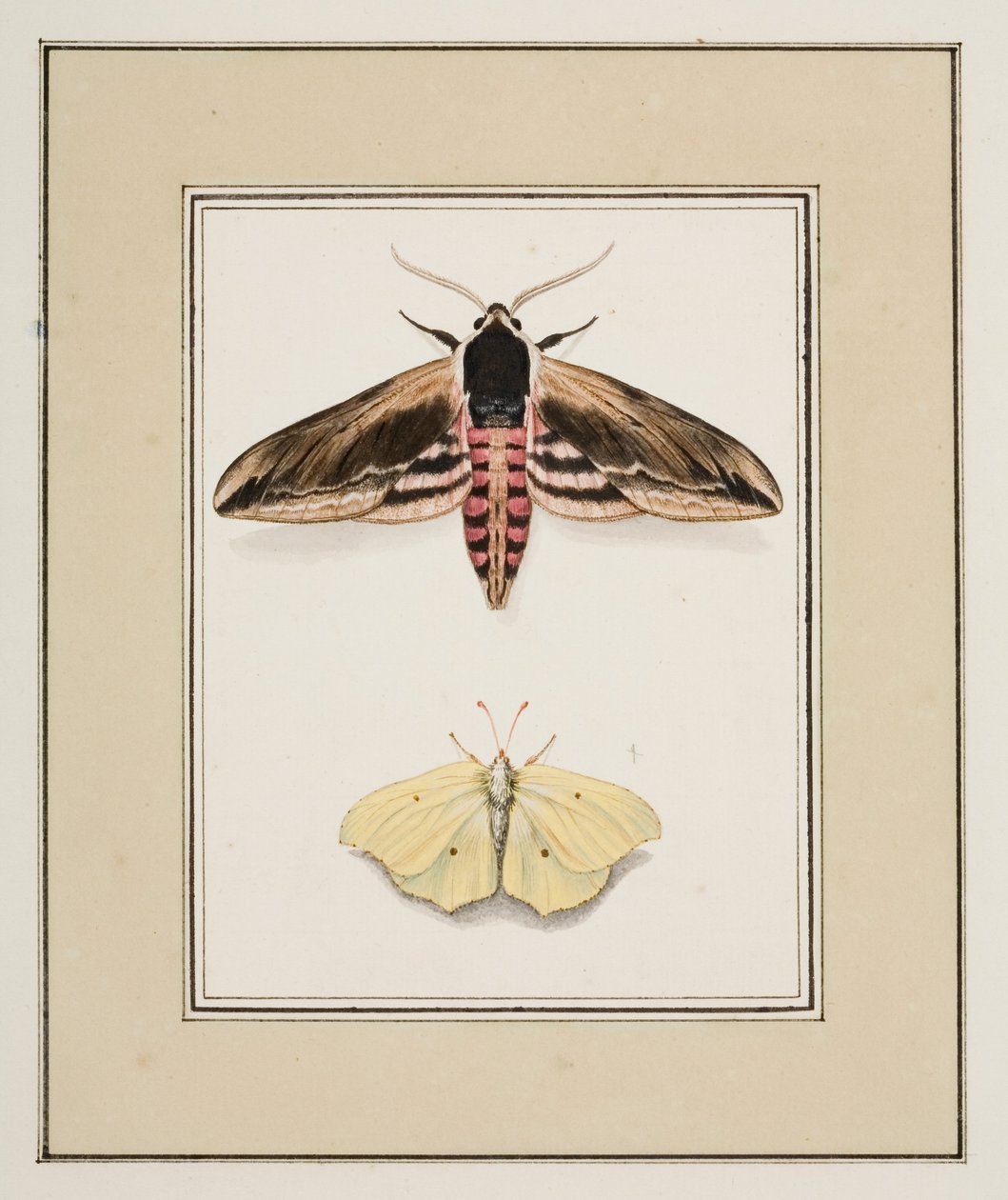 女贞鹰蛾和普通布里姆斯通，约 1755-65（纸面水彩画） 作者 皮埃尔·弗朗索瓦·勒杜尔