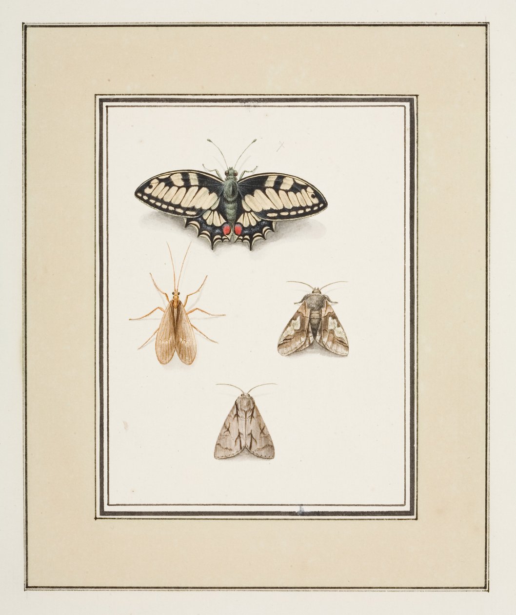 燕尾蝶、蜉蝣和两只飞蛾，约 1755-65 年（纸面水彩画） 作者 皮埃尔·弗朗索瓦·勒杜尔