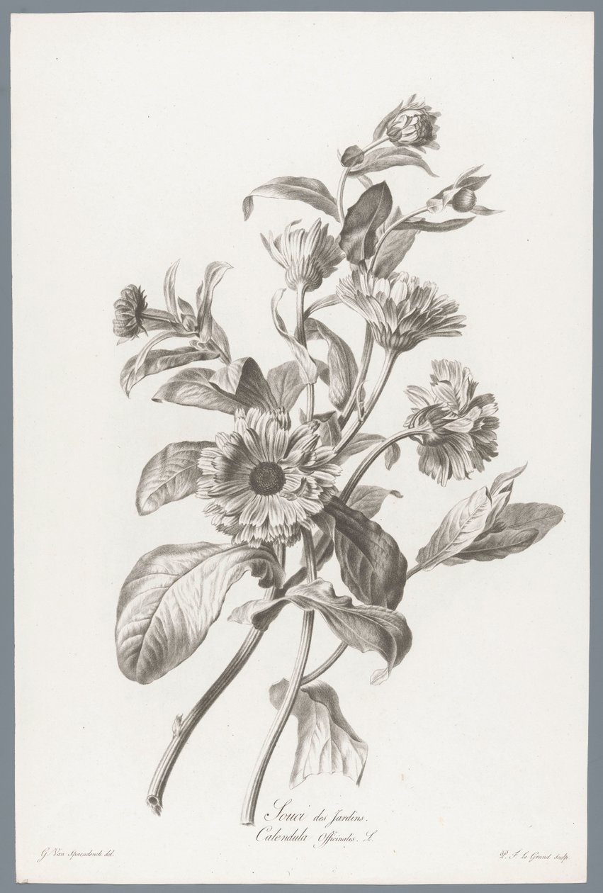 Goudsbloem
Souci des Jardins / Calendula Officinalis L. （作品标题）
来自生活的花朵（......）（系列名称） 作者 皮埃尔·弗朗索瓦·勒格朗