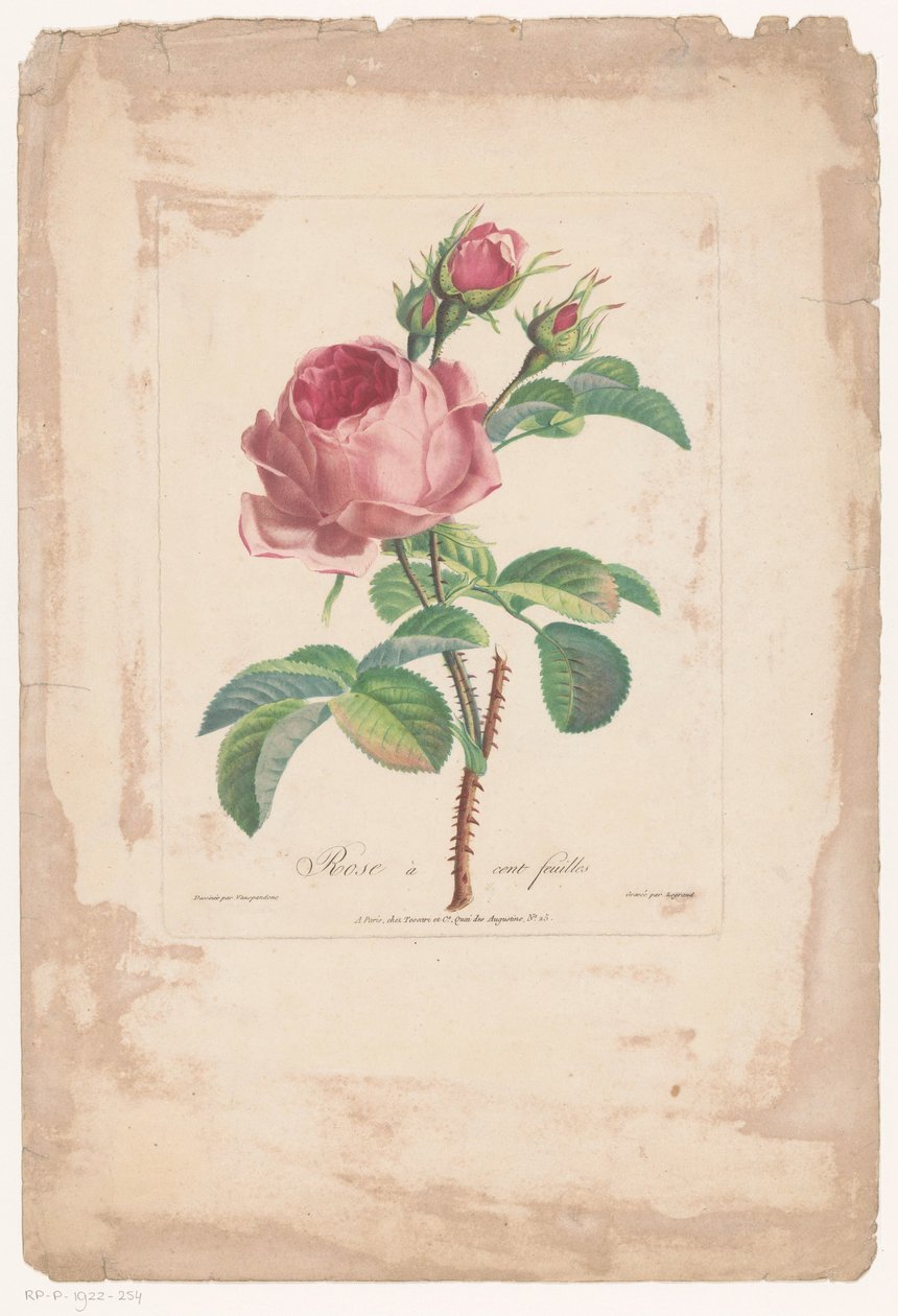 红玫瑰
Rose à cent feuilles（标题见实物） 作者 皮埃尔·弗朗索瓦·勒格朗