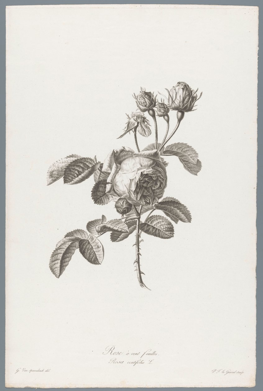 红玫瑰
百花蔷薇 / Rosa centifolia L. （作品标题）
Fleurs d