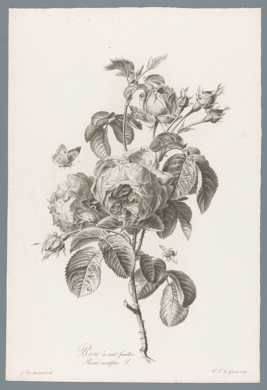 红玫瑰
百花蔷薇 / Rosa centifolia L. （作品标题）
Fleurs d