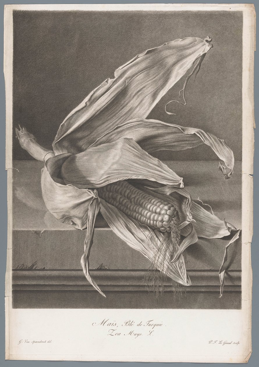 玉米
Maïs, Blé de Turqui / Zea Mays L.（物体上的标题）
取材于生活的花（......）（系列名称） 作者 皮埃尔·弗朗索瓦·勒格朗