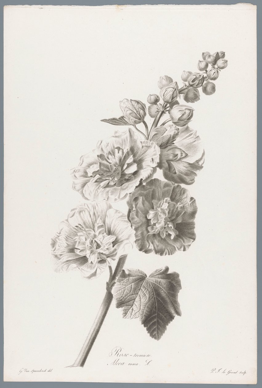 Stokroos
Rose-tremiere / Alcea rosea L.（作品名称）
Fleurs d