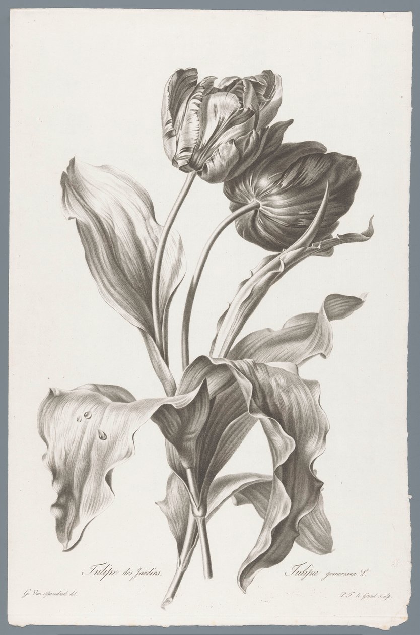 郁金香
Tulipe des Jardins / Tulipa gesneriana L.（作品名称）
大自然的花朵（......）（系列名称） 作者 皮埃尔·弗朗索瓦·勒格朗